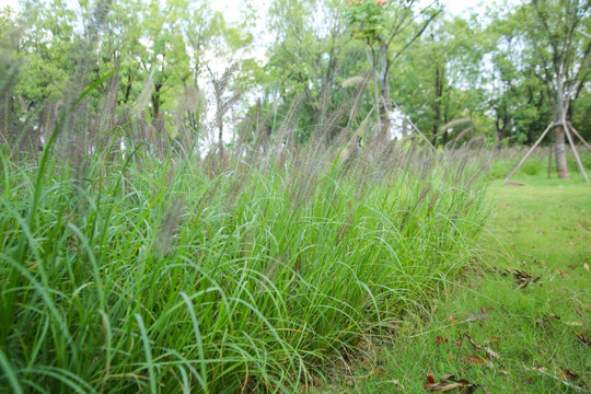 狗尾巴草