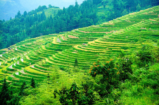 贵州黔东南从江县加榜梯田秋景