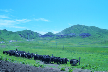 草原牧场牦牛群