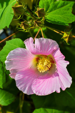 芙蓉花