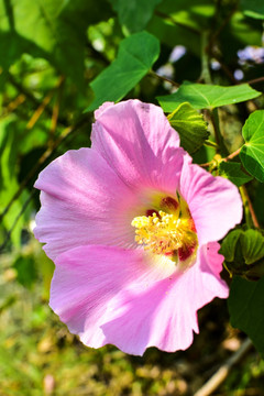 芙蓉花