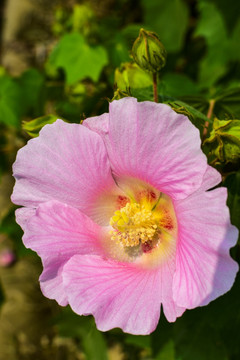 芙蓉花