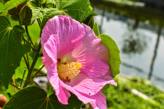 芙蓉花