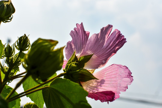 芙蓉花