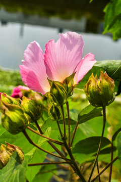 芙蓉花