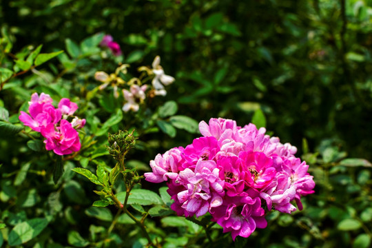 百日菊