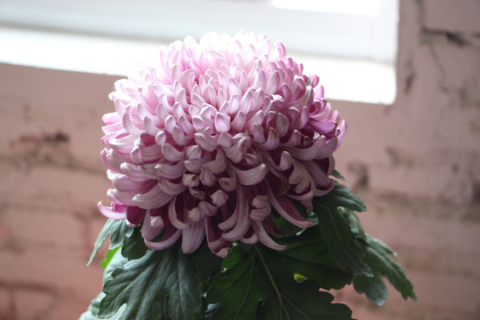 小雏菊花