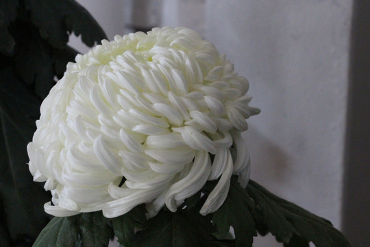 小雏菊花
