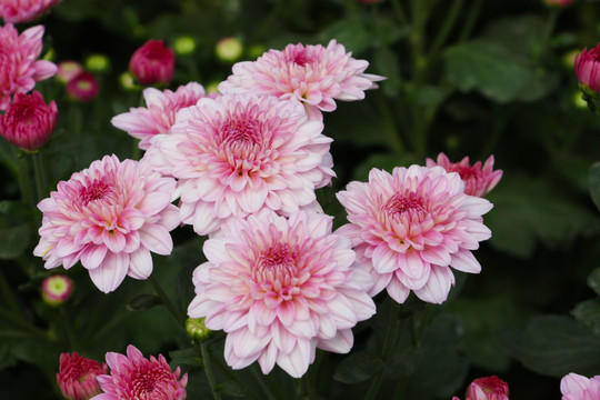 小雏菊花