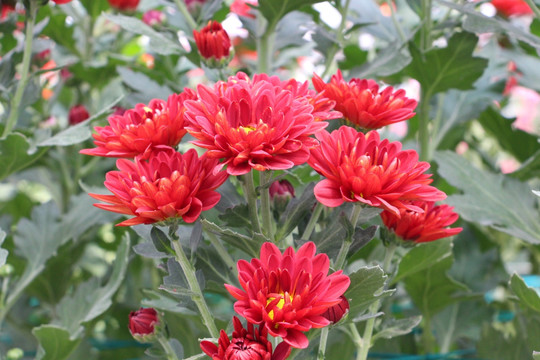 小雏菊花