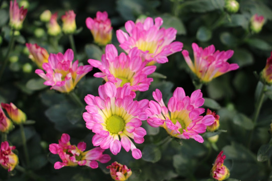 小雏菊花