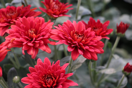 小雏菊花