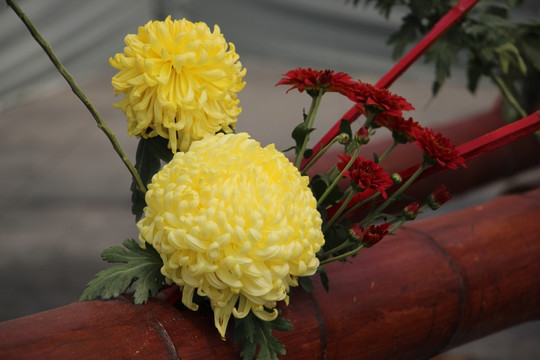 小雏菊花