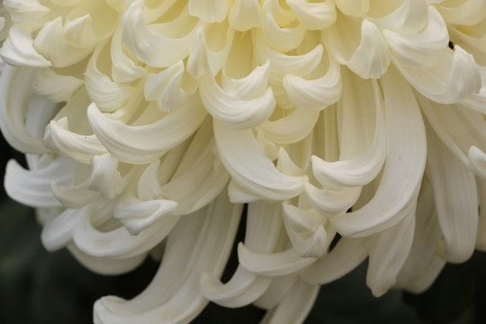 小雏菊花