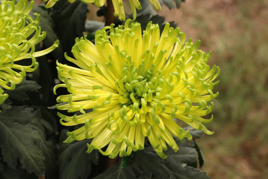 小雏菊花