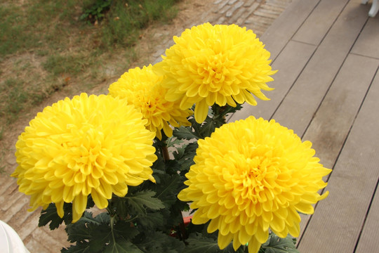 小雏菊花