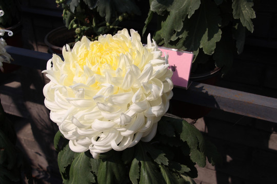 小雏菊花