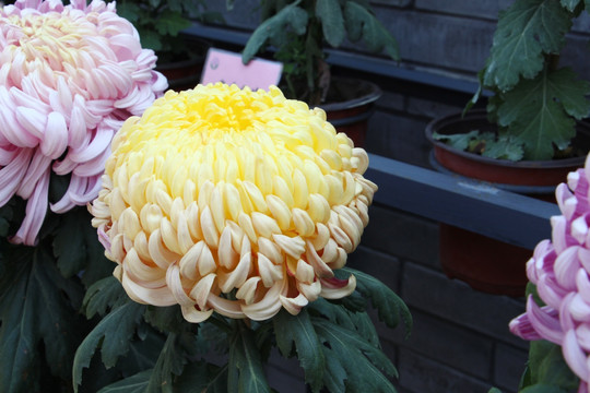 小雏菊花