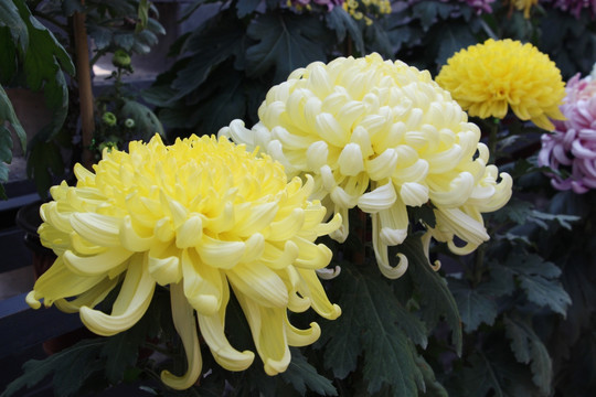 小雏菊花