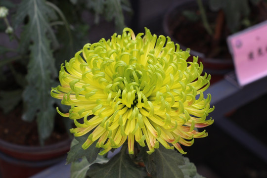 小雏菊花