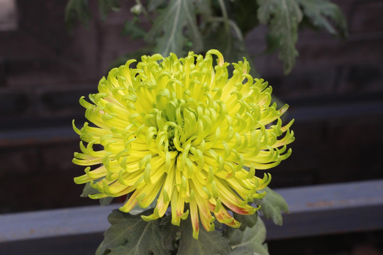小雏菊花
