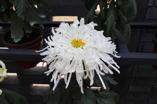 小雏菊花