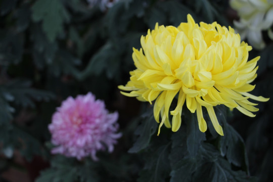 小雏菊花
