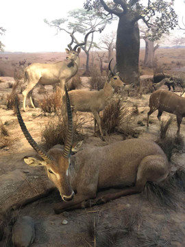 野生动物鹿标本