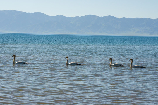 湖中鸭子天鹅