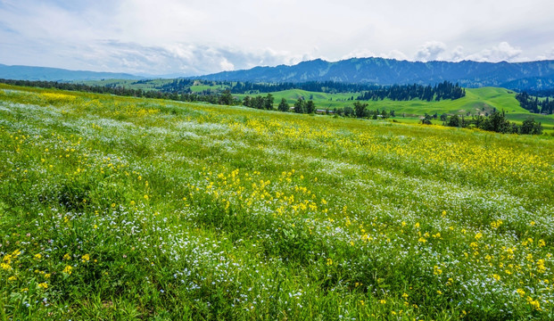 天山野花