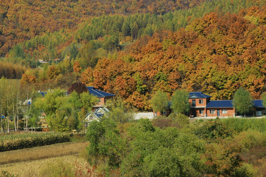 林区秋景