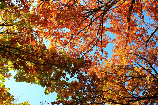 秋的色彩