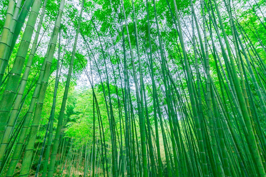 竹林风光