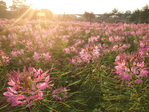 夕阳下的花海花房