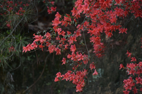 杜鹃花