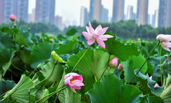 荷花池