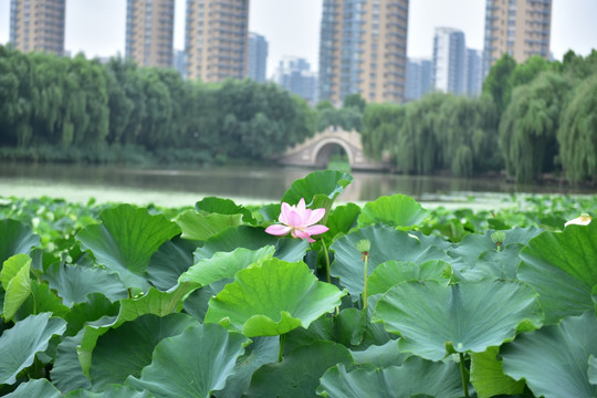 荷花荷叶绿叶