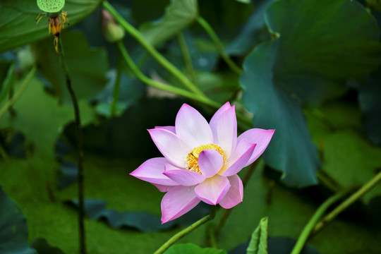 荷花荷叶绿叶