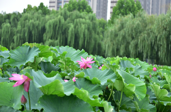 荷花荷叶绿叶