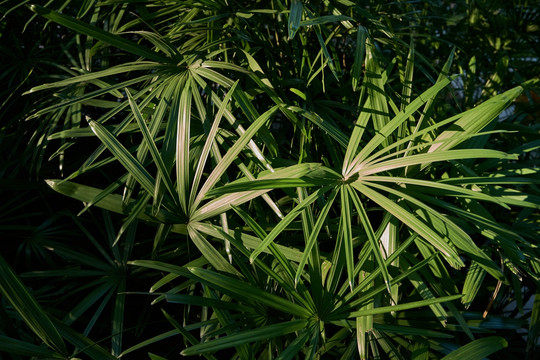 绿植背景元素