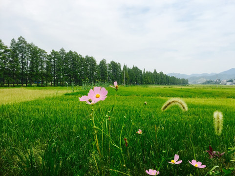 田园风光