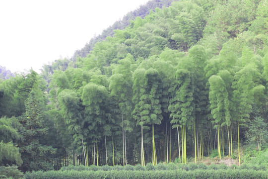 远距离平视竹林