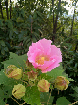 木槿花