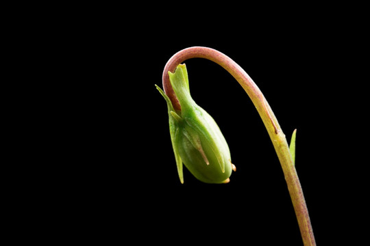 植物阳光