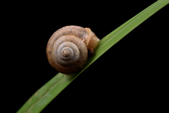 蜗牛