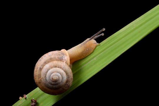 蜗牛