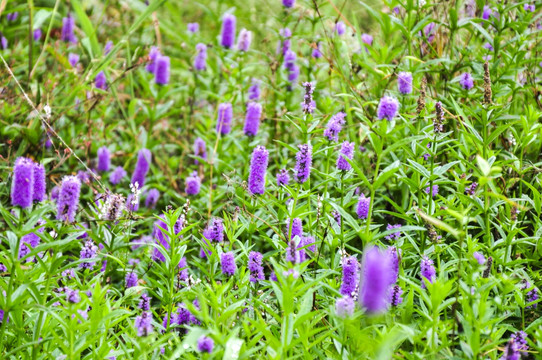 紫花香薷