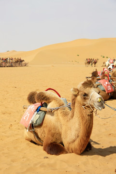 沙漠驼队骆驼