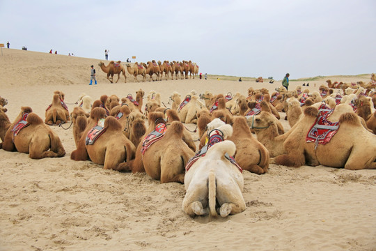 正在休息的沙漠驼队骆驼