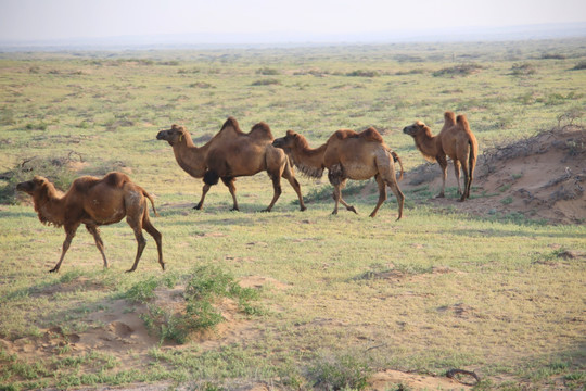 戈壁上行走的骆驼群